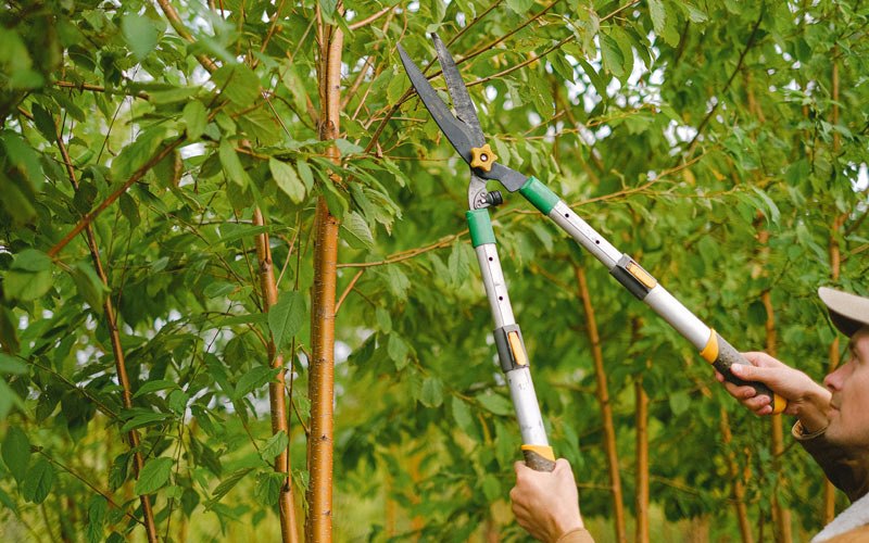 Tree trimming in Sorento, IL